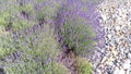 Botanical Gardens. Budding Purple Sweet Lavender