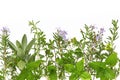 Herb Border Royalty Free Stock Photo