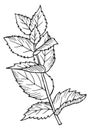 Herb botanical drawing. Growing mint. Plant illustration Royalty Free Stock Photo