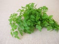 A herb bouquet with fresh garden chervil Royalty Free Stock Photo