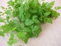 A herb bouquet with fresh garden chervil Royalty Free Stock Photo