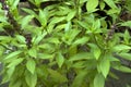 Herb- Clove basil- leaves and flowers