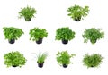 The Herb Collection Royalty Free Stock Photo