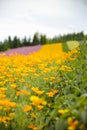 Herb and colurful flower garden