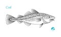 Cod fish hand-drawn illustration