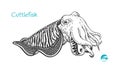 Cuttlefish hand-drawn illustration Royalty Free Stock Photo