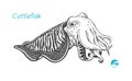 Cuttlefish hand-drawn illustration