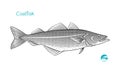 Saithe or Coalfish or pollock hand-drawn illustration Royalty Free Stock Photo