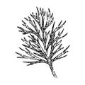 herb dill sketch hand drawn vector