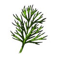 herb dill sketch hand drawn vector