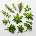 Herb displays distinct leaf shapes and textures. The arrangement Royalty Free Stock Photo
