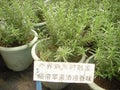 Herb, essential oil, rosemary, volatilization plant, botany