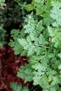 Herb Feverfew Royalty Free Stock Photo