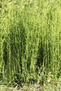 Herb of field horsetail Royalty Free Stock Photo