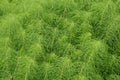 Herb Field horsetail Royalty Free Stock Photo