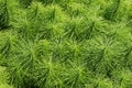 Herb Field horsetail Royalty Free Stock Photo