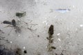 Herb and fish in the river ice Royalty Free Stock Photo