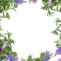 Herb Flower Border Royalty Free Stock Photo