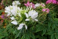 Herb flower, Java tea, Kidney Tea Plant, Cat`s Whiskers tree Orthosiphon aristatus Royalty Free Stock Photo