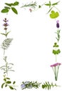 Herb Flower and Leaf Border Royalty Free Stock Photo