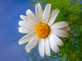 Herb flowering chamomile with foliage.