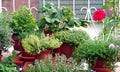 Herb garden on the balcony in garden pots Royalty Free Stock Photo