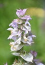 Herb Garden with Blooming Clary Sage Plant Royalty Free Stock Photo