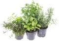 Herb Garden isolated on white