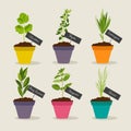 Herb garden with pots of herbs set 2