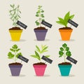 Herb garden with pots of herbs set 3