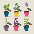 Herb garden with pots of herbs set 4