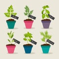 Herb garden with pots of herbsn Royalty Free Stock Photo