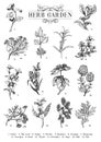 Herb Garden, vector sketch set, botanical drawings