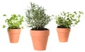Herb Gardening With Majoram, Cilantro and Rosemary Royalty Free Stock Photo