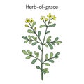 Herb-of-grace Ruta graveolens , or common rue, medicinal plant Royalty Free Stock Photo