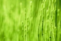 Herb horsetail Royalty Free Stock Photo