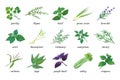 Herb icons. Various cooking ingredients, fresh thyme, coriander and parsley. Green and purple basil, mint and lavender Royalty Free Stock Photo