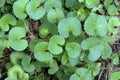 Herb,Indian pennywort Royalty Free Stock Photo