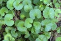 Herb,Indian pennywort