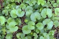 Herb,Indian pennywort Royalty Free Stock Photo