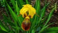 herb iris yellow bush Royalty Free Stock Photo