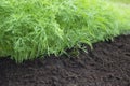 Herb, kitchen-garden with young green dill plants. Photo of dill harvest for eco cookery business. Organic food fresh spice. Antio