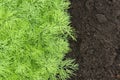 Herb, kitchen-garden with young green dill plants. Photo of dill harvest for eco cookery business. Organic food fresh spice. Antio