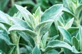 Herb Lambs ear Royalty Free Stock Photo