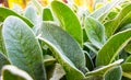 Herb Lambs ear Royalty Free Stock Photo