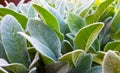 Herb Lambs ear Royalty Free Stock Photo