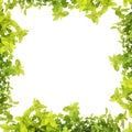 Herb Leaf Abstract Border Royalty Free Stock Photo