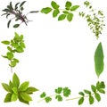 Herb Leaf Border Royalty Free Stock Photo