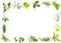 Herb Leaf Border Royalty Free Stock Photo