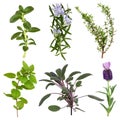 Herb Leaf Collection